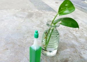 水培植物 如何自制水培营养液
