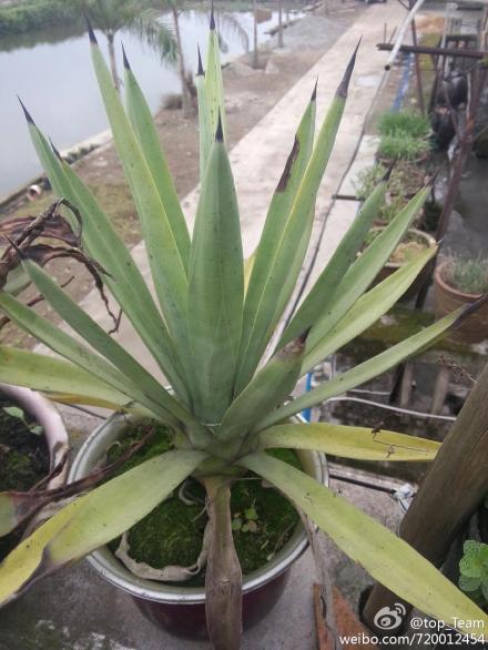 盆栽植物图片及名称 
