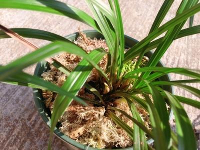 盆栽兰花植料优劣的评判标准