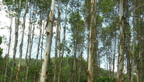 美国日本禁止种植的树木,为何我国还大量种植 到底是什么原因