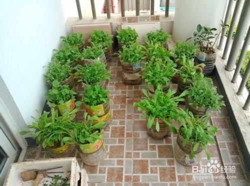 如何在阳台DIY种菜
