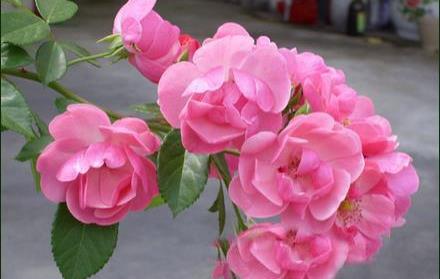 3种耐热的藤本月季,四季都开花,花苞爬满墙,值得拥有