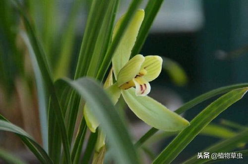 草木灰在兰花上的妙用,用对了能杀菌还补肥,这几点要注意