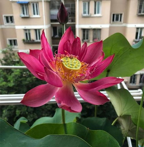 碗莲可以一直水养吗莲商会