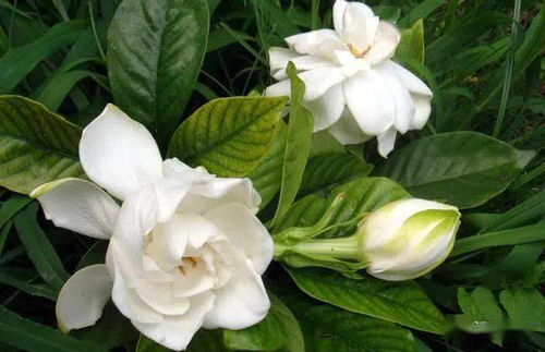 养栀子花怎么自己配营养土