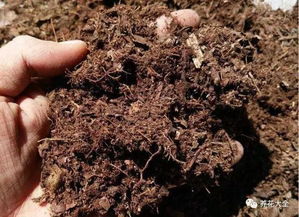 发财树吊兰的根白花花的又多又壮,叶子绿油油,咋养的