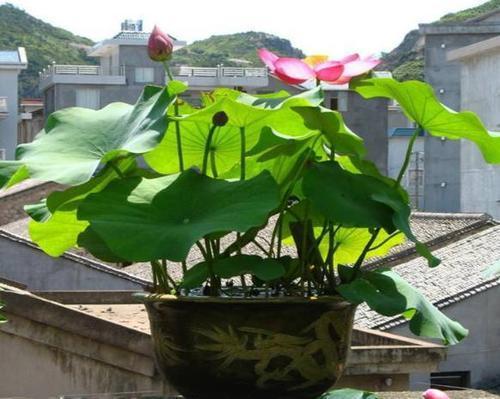 想在家里养荷花,水并非关键生长因素,很多人都搞错,难怪养不活