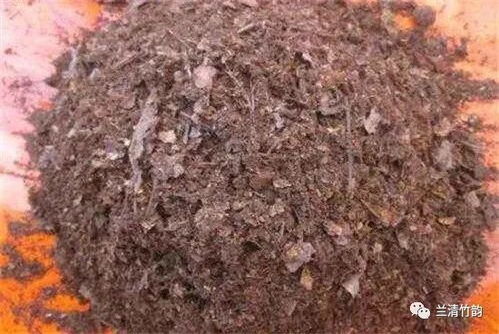 兰花的养殖技巧 兰花怎么养发芽快,教你兰花多发芽的秘诀 2个要点