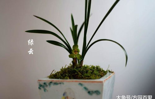 兰花中有哪些必不可少的营养元素