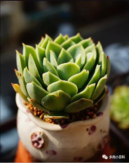 关于多肉植物的专业名词一 缓苗篇