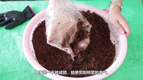 发酵些菜籽饼肥,成本低,方法简单,能改善土壤,提升口感和产量