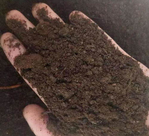 羊粪做肥料,好用又便宜,你还不打算看看吗