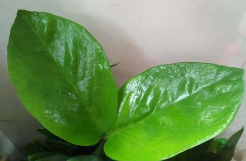 花友们,这花不用扦插,叶插包成活,7天就冒大白根 叶子
