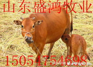 价格 厂家 批发 采购 图片