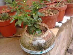 没孔花盆能种花吗