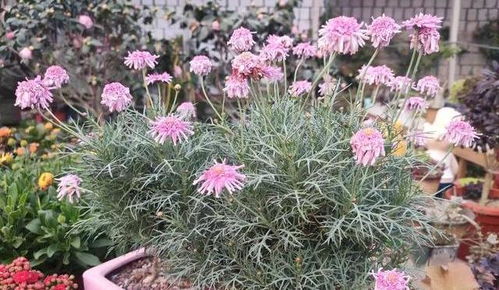 养花配土用牛粪 用对 方法 才靠谱,不烧根,易吸收,肥劲足 土壤