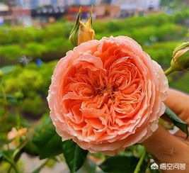 月季花能种阴凉处吗