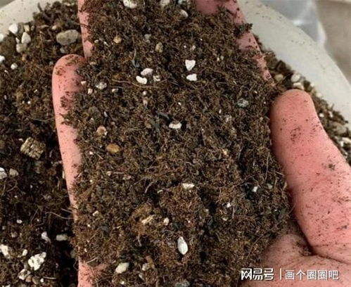泥炭土是不可再生资源,节约使用,不要浪费,更换的花土还可以用