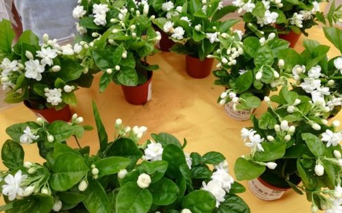 5月逛花市,捡漏很轻松,这4种花 闭眼入 ,耐热抗晒开花多