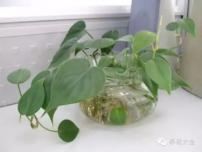 实用 自制水培营养液,简单又实惠