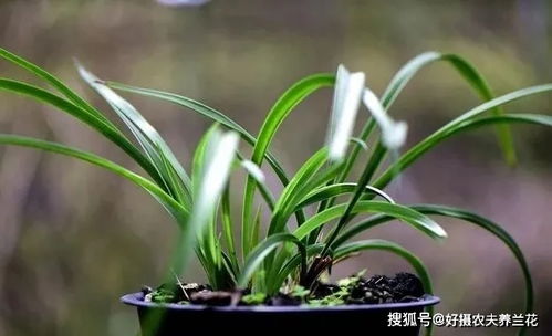 复合肥当叶面肥,兰花全部枯死了,复合肥养兰禁忌知道吗
