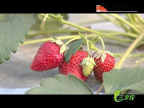 巢湖 土壤消毒很重要 杀菌消毒有新招