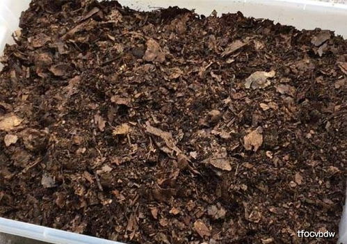 江西王女士养花从不买肥,路边捡 5宝贝 做植料,啥花都长得旺