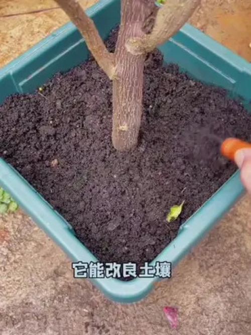 它就是火爆园艺圈的 土壤活化剂,养花好处多, 花卉绿植 土壤改良 养花小知识 种花