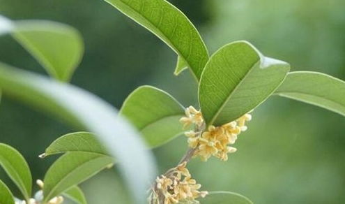 盆栽桂花的养殖方法和注意事项