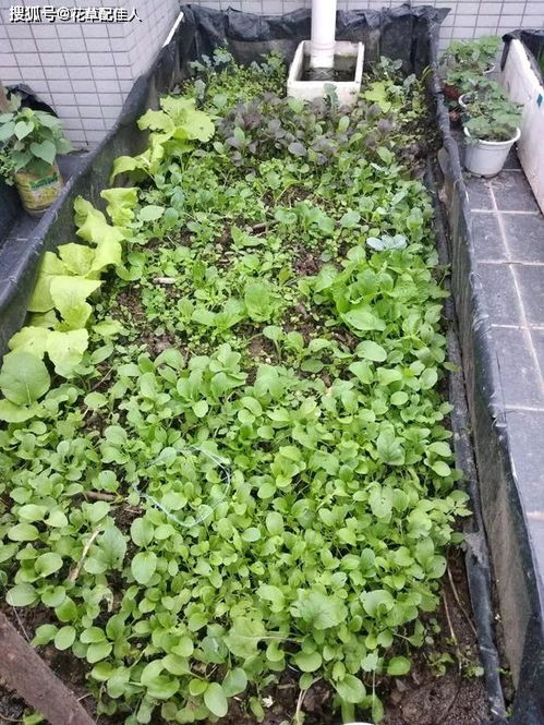 农村转1圈,捡来花肥丢盆里,开成花海一片,种菜吃不完 羊粪