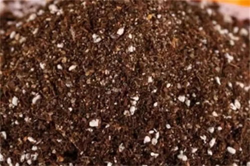新买盆栽需要重新配制土壤的2个原因,教你如何配制花土