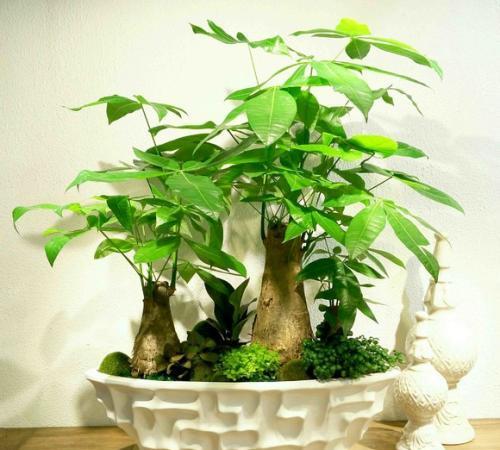 张大妈把筷子插进花盆里,浇水再也不怕烂根,邻居纷纷效仿