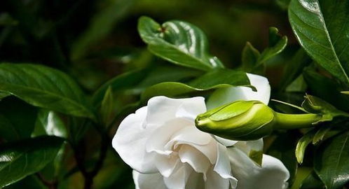 栀子花用营养土必死