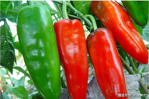 辣椒与此物是天生的 敌人 ,不能一起食用,却偏偏很多人不在意