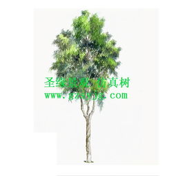 仿真桉树的发展历程及未来发展趋势 圣缘景观