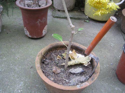 如果你的花盆,出现了这三个信号,就去换盆