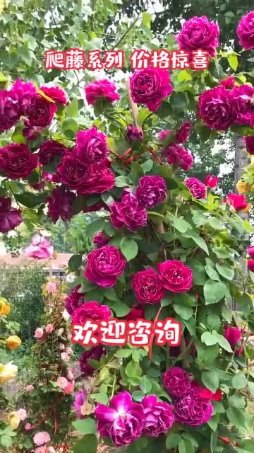 藤本爬藤月季 打造一个美好的家园
