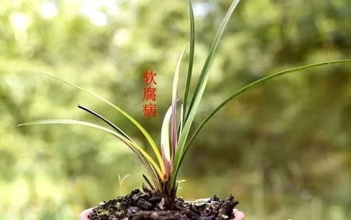 这样的兰花就危险了,不要以为是浇水的问题