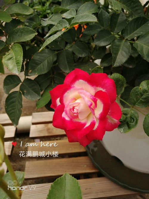 月季 摩纳哥公爵