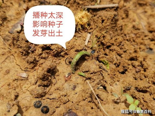 黄皮种子发芽慢畸形苗多,咋办 跟这四个要点有关,要针对性处理