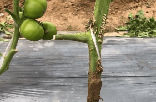 番茄烂秆烂叶怎么办 教你正确的防治方法,效果很不错
