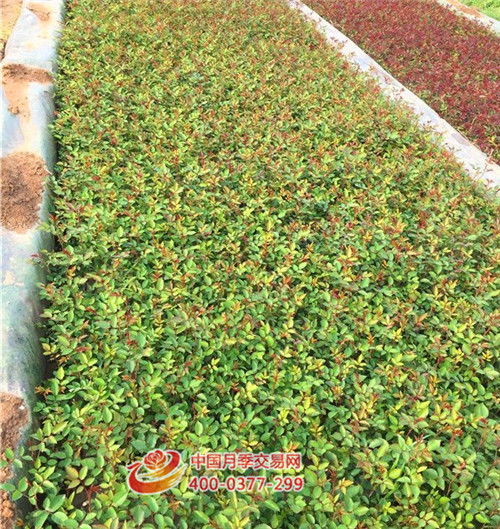 南阳花海月季让开遍世界将成为现实
