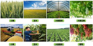 媒体报道 正大集团积极响应国家产业政策 打造现代生态农业示范项目