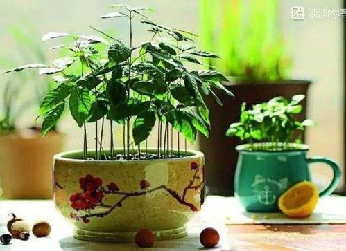 实用不花钱 DIY盆栽美翻啦