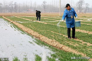 今冬,小麦种植该如何施肥 甜椒种植又需要注意哪些要点