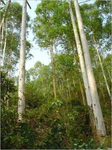 桉树施肥量