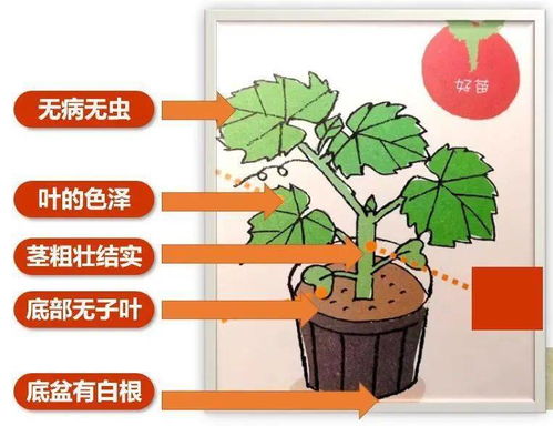 在自家阳台如何种出爱吃的蔬菜 请收好这份详尽攻略
