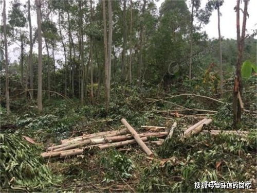 被称 缺德树 ,种5年才采收,一吨只卖500元,仍很多人种植
