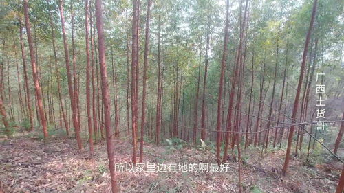 100亩桉树卖出300000高价,干活都来劲,一次性施两斤肥料一棵