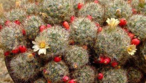 3种会开花的仙人球,皮实好养长势旺,后悔没早点入手